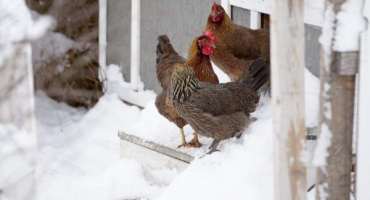 Stavba zimního kurníku pro 10-20 hlav